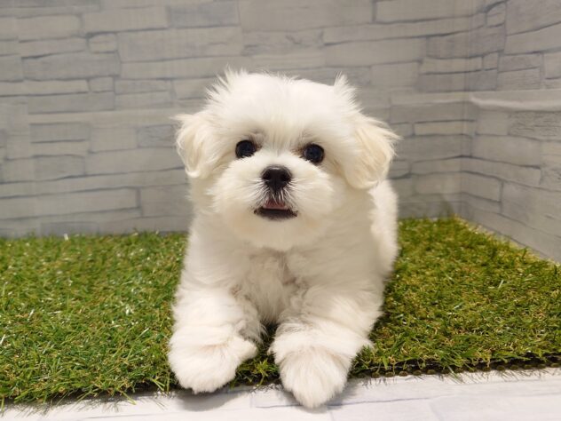 新潟県のハーフ犬・ミックス犬 (アミーゴ新発田店/2026年3月18日生まれ/男の子/ホワイト)の子犬の1枚目の画像