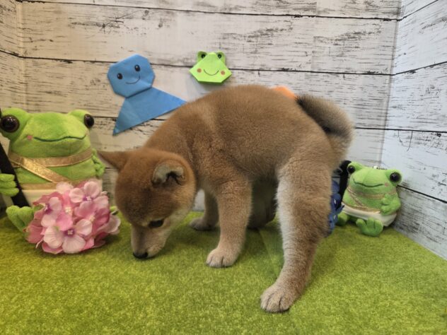 広島県の柴犬(標準サイズ) (アミーゴ五日市店/2026年3月28日生まれ/女の子/赤)の子犬の3枚目の画像