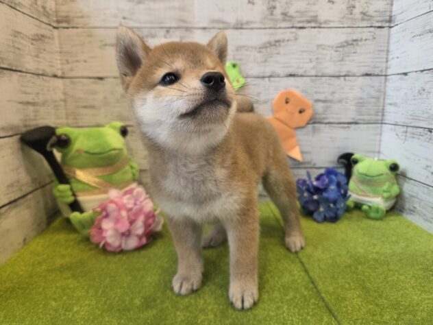 広島県の柴犬(標準サイズ) (アミーゴ五日市店/2026年3月28日生まれ/女の子/赤)の子犬の2枚目の画像