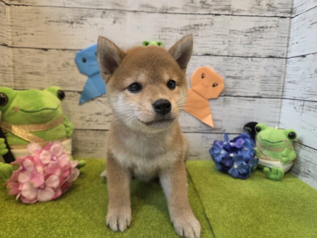 広島県の柴犬(標準サイズ) (アミーゴ五日市店/2026年3月28日生まれ/女の子/赤)の子犬の1枚目の画像