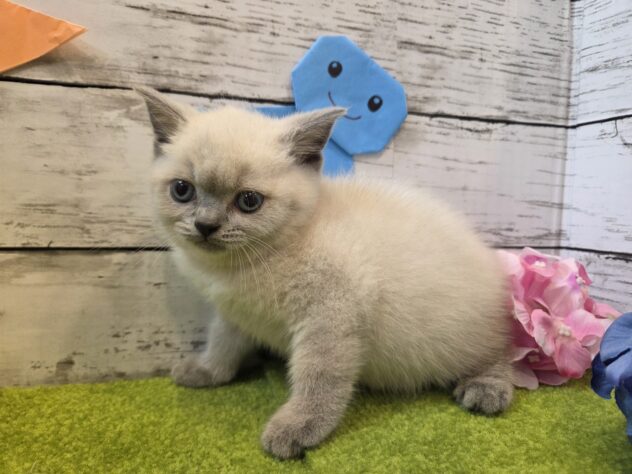 広島県のブリティッシュショートヘアー (アミーゴ五日市店/2026年4月30日生まれ/女の子/ブルーポイント)の子猫の2枚目の画像