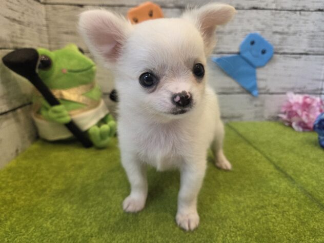 広島県のチワワ(ロング) (アミーゴ五日市店/2026年4月29日生まれ/女の子/クリーム)の子犬の2枚目の画像