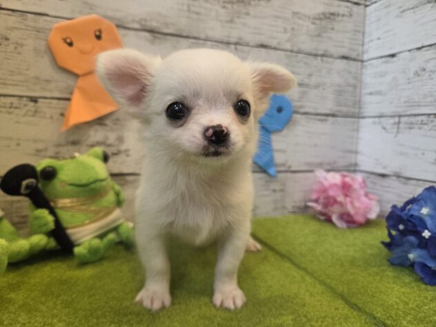 広島県のチワワ(ロング) (アミーゴ五日市店/2026年4月29日生まれ/女の子/クリーム)の子犬の1枚目の画像