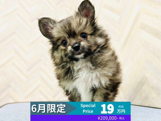 岡山県のハーフ犬・ミックス犬 (アミーゴ水島店/2026年4月12日生まれ/男の子/ウルフ)の子犬の1枚目の画像