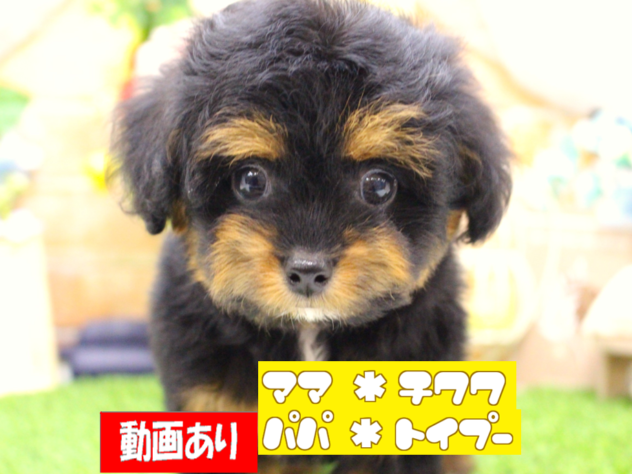 兵庫県のハーフ犬・ミックス犬 (ペット・プラザ アミーゴ三田店/2026年3月21日生まれ/男の子/ブラックタン)の子犬の1枚目の画像