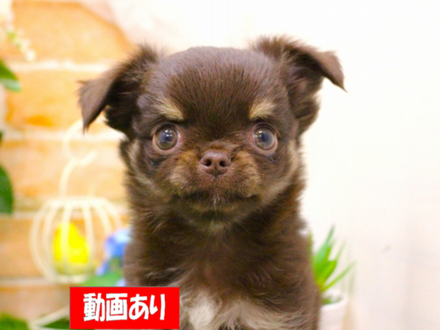 兵庫県のチワワ(ロング) (ペット・プラザ アミーゴ三田店/2026年4月14日生まれ/男の子/チョコレートタン)の子犬の1枚目の画像