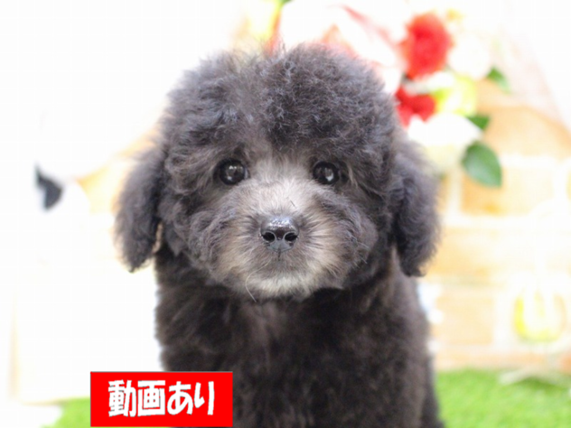 兵庫県のトイプードル(トイ) (ペット・プラザ アミーゴ三田店/2026年4月21日生まれ/男の子/グレー)の子犬の1枚目の画像