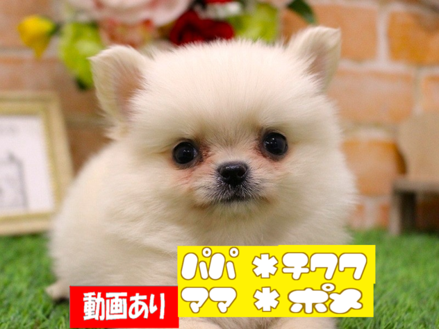 兵庫県のハーフ犬・ミックス犬 (ペット・プラザ アミーゴ三田店/2026年4月22日生まれ/男の子/クリーム)の子犬の1枚目の画像
