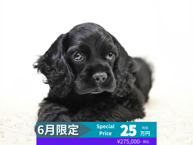 岡山県のアメリカンコッカースパニエル (アミーゴ水島店/2026年3月20日生まれ/男の子/ブラック)の子犬の1枚目の画像