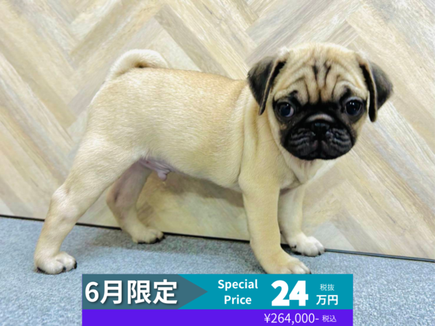 岡山県のパグ (アミーゴ水島店/2026年4月13日生まれ/男の子/フォーン)の子犬