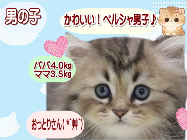 大阪府のペルシャ (アミーゴ鳳店/2026年4月8日生まれ/男の子/チンチラゴールデン)の子猫の1枚目の画像