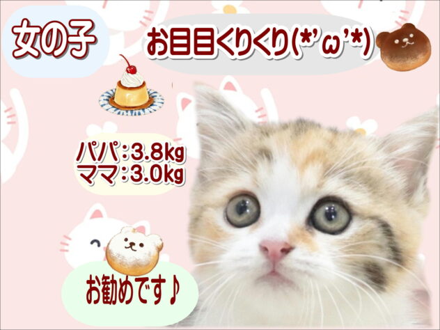 大阪府のマンチカン (アミーゴ鳳店/2026年4月20日生まれ/女の子/ブラウンパッチドタビーホワイト)の子猫の1枚目の画像
