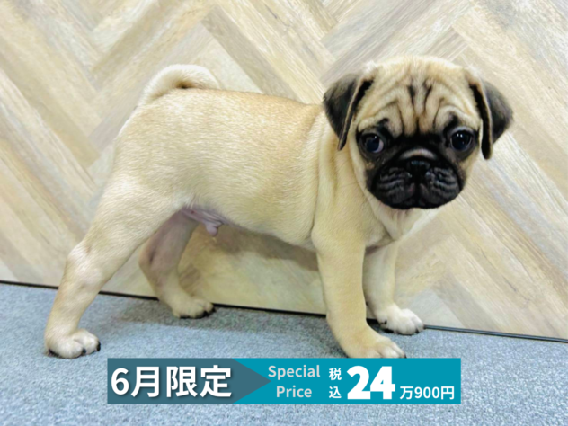 岡山県のパグ (アミーゴ水島店/2026年4月13日生まれ/男の子/フォーン)の子犬