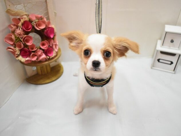 大阪府のハーフ犬・ミックス犬 (ペット・プラザ アミーゴ豊中服部店/2026年4月5日生まれ/男の子/ホワイトクリーム)の子犬の3枚目の画像