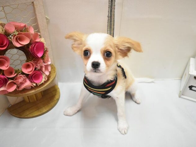 大阪府のハーフ犬・ミックス犬 (ペット・プラザ アミーゴ豊中服部店/2026年4月5日生まれ/男の子/ホワイトクリーム)の子犬の2枚目の画像