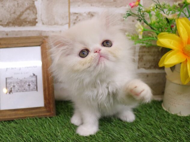 兵庫県のミヌエット (ペット・プラザ アミーゴ神戸西店/2026年4月15日生まれ/女の子/ホワイト)の子猫の2枚目の画像
