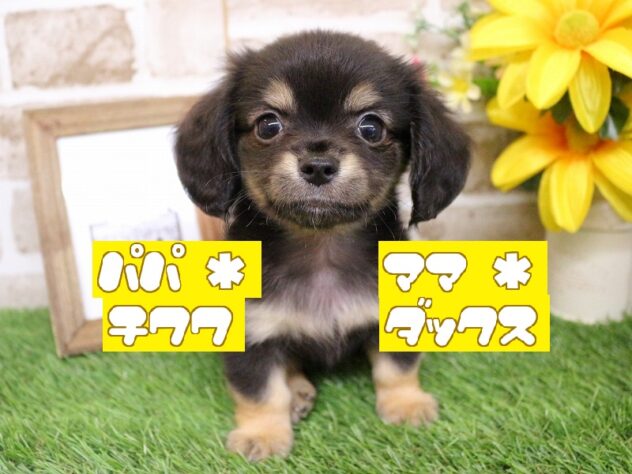兵庫県のチワックス(チワワ×ダックス) (ペット・プラザ アミーゴ神戸西店/2026年4月23日生まれ/男の子/ブラックタン)の子犬の1枚目の画像