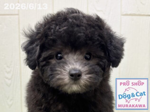 広島県のトイプードル(トイ) (アミーゴ大町店/2026年4月13日生まれ/女の子/グレー)の子犬の1枚目の画像