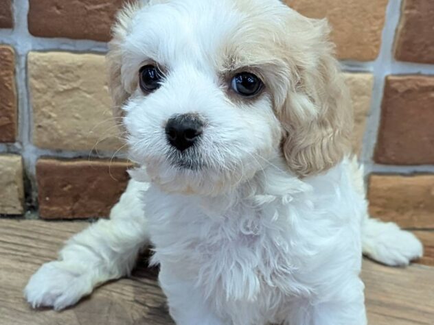 福島県のハーフ犬・ミックス犬 (アミーゴ福島南店/2026年4月7日生まれ/女の子/ブレンハイム)の子犬