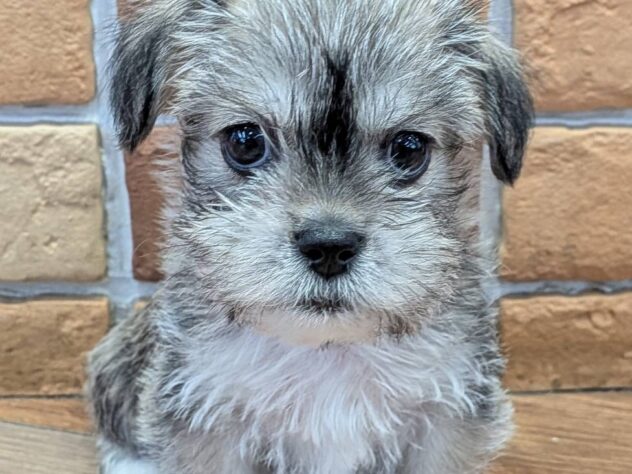 福島県のハーフ犬・ミックス犬 (アミーゴ福島南店/2026年4月6日生まれ/女の子/ウィートン)の子犬