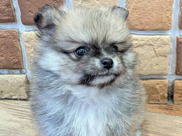 福島県のハーフ犬・ミックス犬 (アミーゴ福島南店/2026年4月13日生まれ/男の子/オレンジセーブル)の子犬