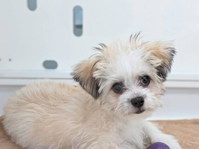 福島県のハーフ犬・ミックス犬 (アミーゴ福島南店/2026年2月1日生まれ/男の子/ゴールドホワイト)の子犬