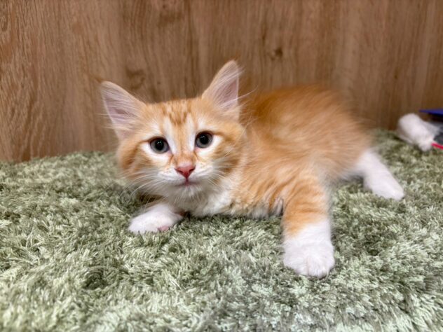 広島県のノルウェージャンフォレストキャット (アミーゴ広島商工センター店/2026年4月16日生まれ/男の子/レッドタビーホワイトバン)の子猫の1枚目の画像
