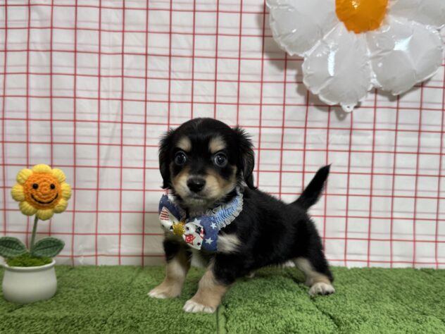 山形県のハーフ犬・ミックス犬 (アミーゴ酒田店/2026年4月13日生まれ/男の子/ブラックタン)の子犬
