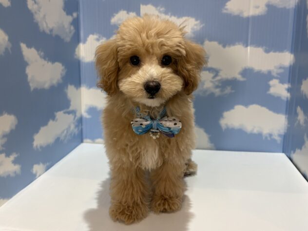 山形県のハーフ犬・ミックス犬 (アミーゴ山形南店/2026年2月24日生まれ/男の子/アプリコット)の子犬