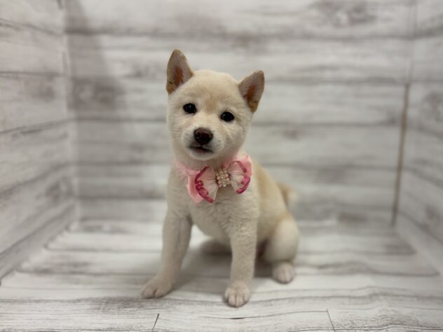 福島県の柴犬(標準サイズ) (アミーゴ小名浜店/2026年3月27日生まれ/女の子/白)の子犬