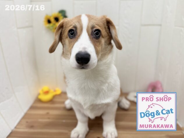 広島県のウェルシュコーギーペンブローク (アミーゴ大町店/2026年2月19日生まれ/女の子/セーブルホワイト)の子犬の1枚目の画像