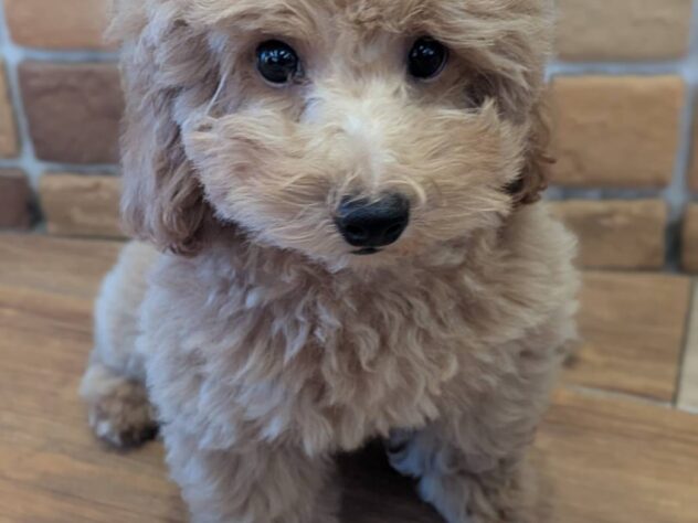福島県のトイプードル(トイ) (アミーゴ福島南店/2026年4月13日生まれ/男の子/レッド)の子犬