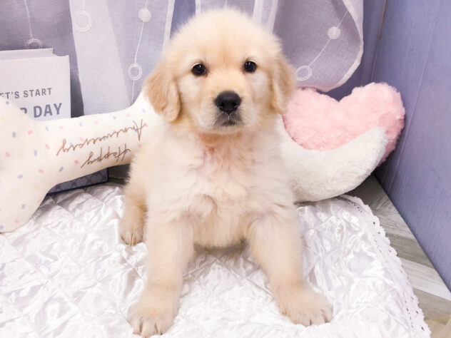 愛知県のゴールデンレトリバー (アミーゴ知立店/2026年4月29日生まれ/女の子/ゴールド)の子犬の1枚目の画像