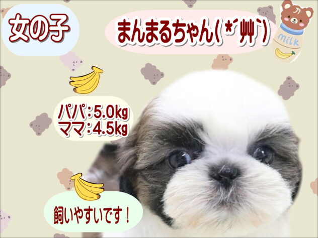 大阪府のシーズー (アミーゴ鳳店/2026年4月21日生まれ/女の子/ホワイトゴールド)の子犬の1枚目の画像