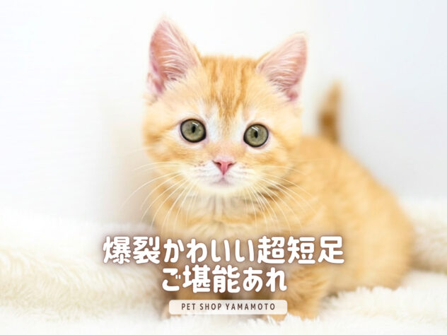 岡山県のマンチカン (アミーゴ大安寺店/2026年3月17日生まれ/女の子/レッドタビー)の子猫の1枚目の画像