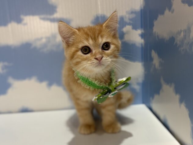 山形県のミヌエット (アミーゴ山形南店/2026年4月11日生まれ/男の子/レッドタビー)の子猫の1枚目の画像