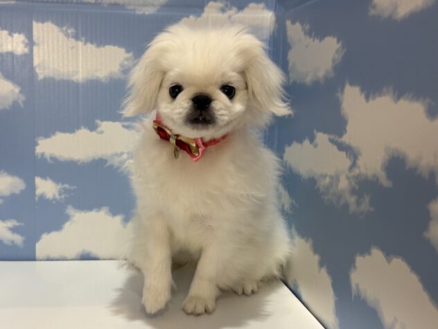 山形県のペキニーズ (アミーゴ山形南店/2026年4月1日生まれ/女の子/ホワイト)の子犬の1枚目の画像