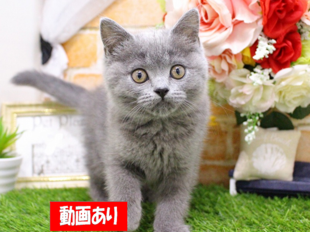 兵庫県のブリティッシュショートヘアー (ペット・プラザ アミーゴ三田店/2026年4月10日生まれ/女の子/ブルー)の子猫の1枚目の画像