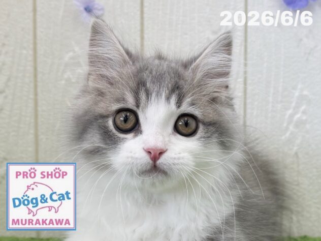 広島県のマンチカン (アミーゴ大町店/2026年3月8日生まれ/男の子/ブルータビーホワイト)の子猫