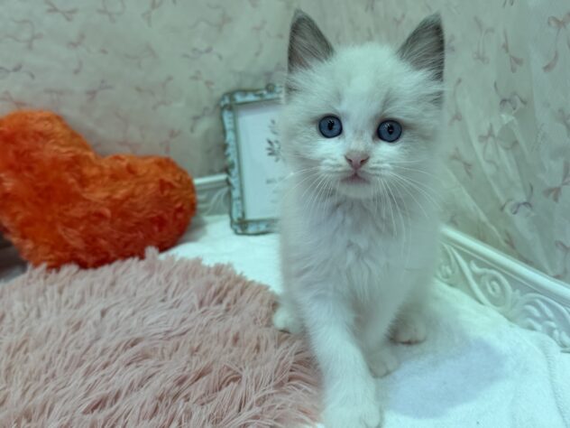 福島県のラグドール (アミーゴ本宮店/2026年4月20日生まれ/女の子/ブルーポイントバイカラー)の子猫