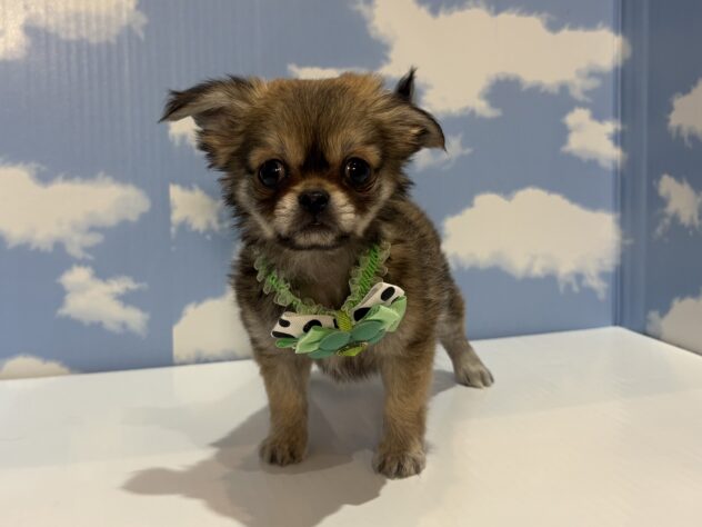 山形県のハーフ犬・ミックス犬 (アミーゴ山形南店/2026年4月26日生まれ/男の子/フォーン)の子犬の1枚目の画像