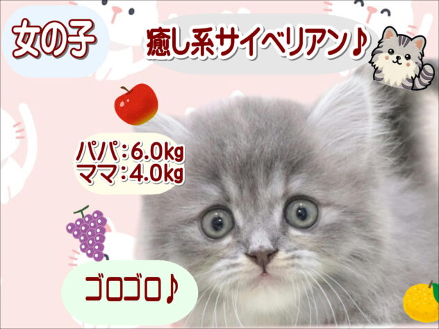大阪府のサイベリアン (アミーゴ鳳店/2026年4月6日生まれ/女の子/ブルーパッチドタビーホワイト)の子猫の1枚目の画像