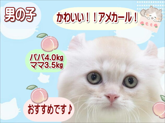 大阪府のアメリカンカール (アミーゴ鳳店/2026年4月3日生まれ/男の子/クリームタビーホワイト)の子猫の1枚目の画像
