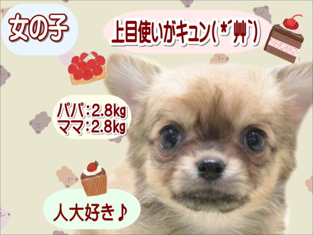 大阪府のチワワ(ロング) (アミーゴ鳳店/2026年4月15日生まれ/女の子/パーティーカラー)の子犬の1枚目の画像