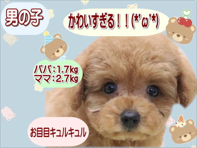 大阪府のトイプードル(トイ) (アミーゴ鳳店/2026年4月21日生まれ/男の子/レッドフォーン)の子犬の1枚目の画像