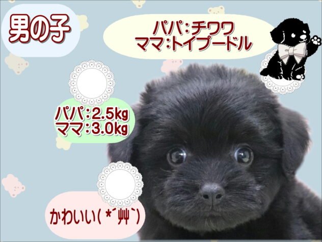 大阪府のハーフ犬・ミックス犬 (アミーゴ鳳店/2026年4月6日生まれ/男の子/ブラック)の子犬の1枚目の画像