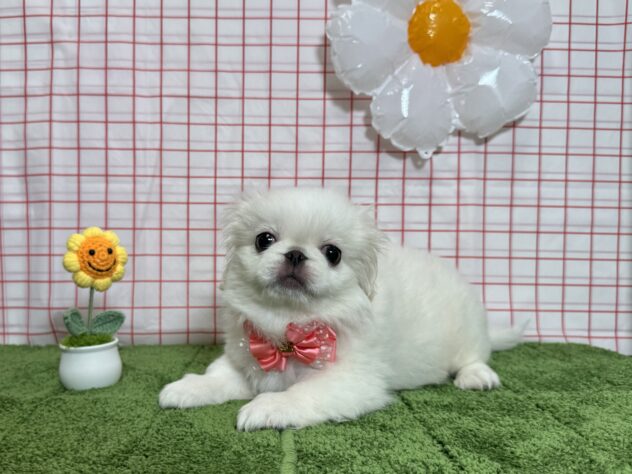 山形県のペキニーズ (アミーゴ酒田店/2026年3月2日生まれ/女の子/ホワイト)の子犬