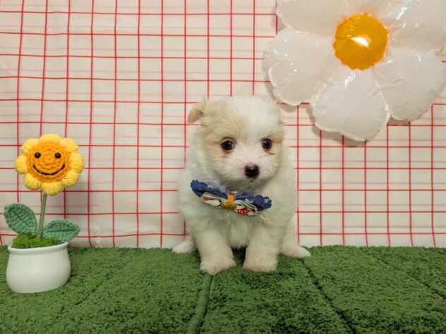 山形県のハーフ犬・ミックス犬 (アミーゴ酒田店/2026年4月20日生まれ/男の子/クリーム/ホワイト系)の子犬の2枚目の画像