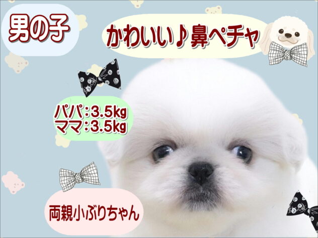 大阪府のペキニーズ (アミーゴ鳳店/2026年4月21日生まれ/男の子/ホワイトクリーム)の子犬の1枚目の画像