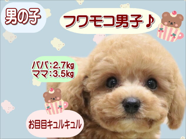 大阪府のトイプードル(トイ) (アミーゴ鳳店/2026年4月7日生まれ/男の子/オレンジフォーン)の子犬の1枚目の画像